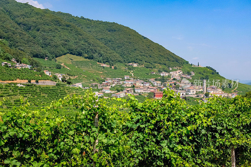 全景的Santo Stefano-Valdobbiadene(电视)土地普洛赛克葡萄园在夏天
